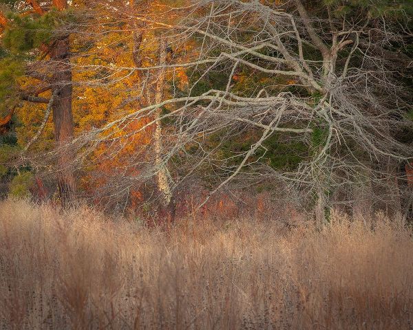 Jaynes Gallery 아티스트의 USA-New Jersey-Cape May Ghostly tree shapes and grasses in autumn작품입니다.